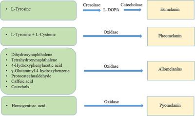 Production of Melanins With Recombinant Microorganisms